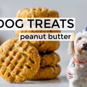 HOMEMADE DOG TREATS | easy DIY dog treats recipe